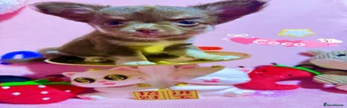 Coco