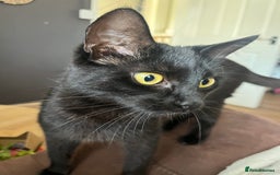 Mixed Breed cats for sale: Adorable kittens - Image 7