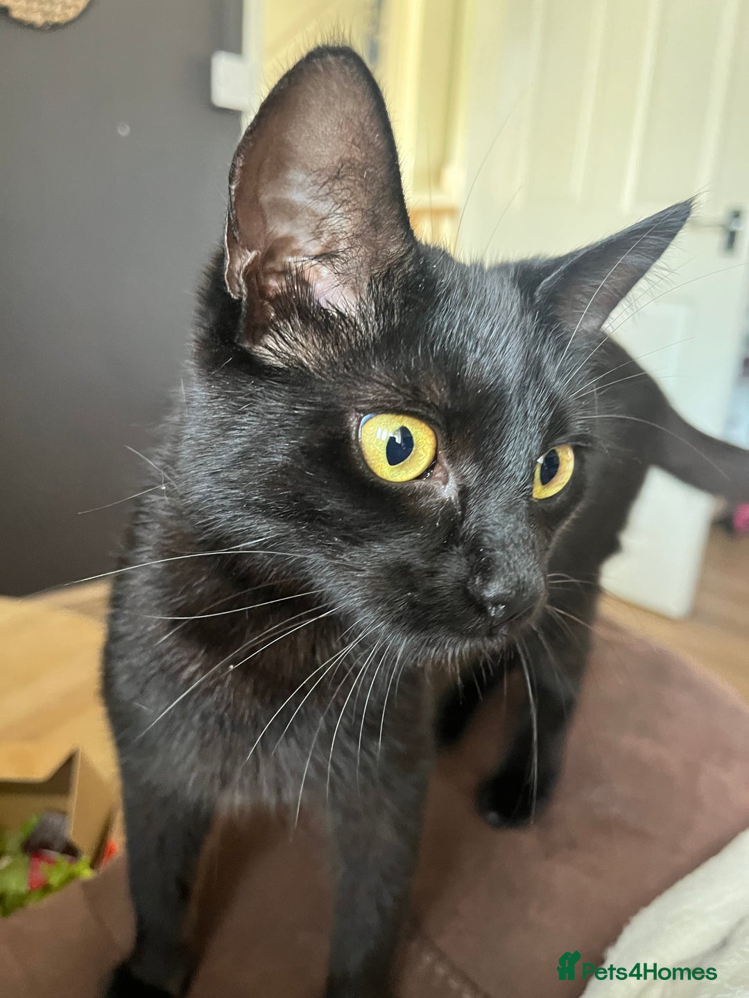Mixed Breed cats for sale: Adorable kittens - Image 7