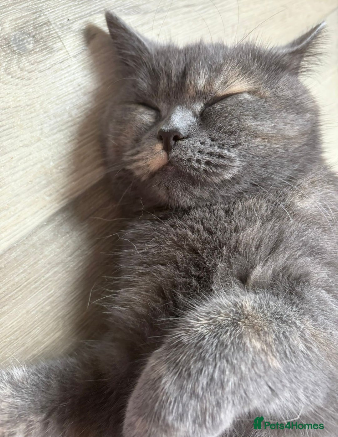 Mixed Breed cats for sale: Beautiful Indoor 2 Year Old Persian/Russian Blue - Advert 4