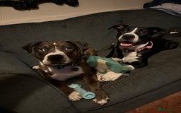 Mixed Breed dogs for sale: 7 months old German Shepard cross Staffy  - Image 4