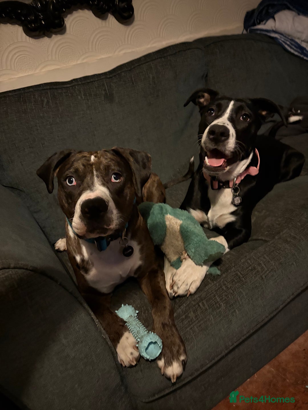 Mixed Breed dogs for sale: 7 months old German Shepard cross Staffy  - Image 4