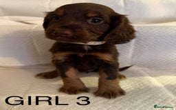 Cocker Spaniel dogs for sale: 4 cocker spaniel pups for sale  - Image 3