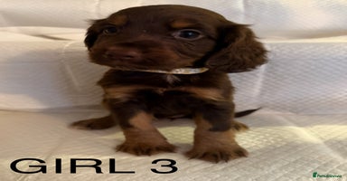 Cocker Spaniel dogs - Advert 5