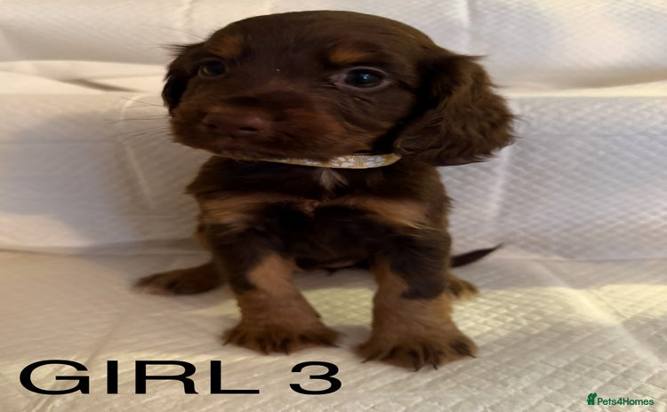 Cocker Spaniel dogs - Advert 4