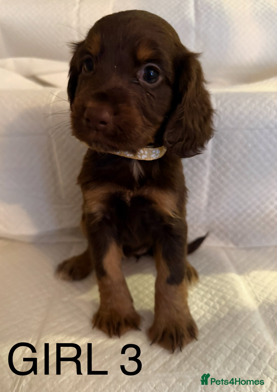 Cocker Spaniel dogs for sale: 4 cocker spaniel pups for sale  - Image 3