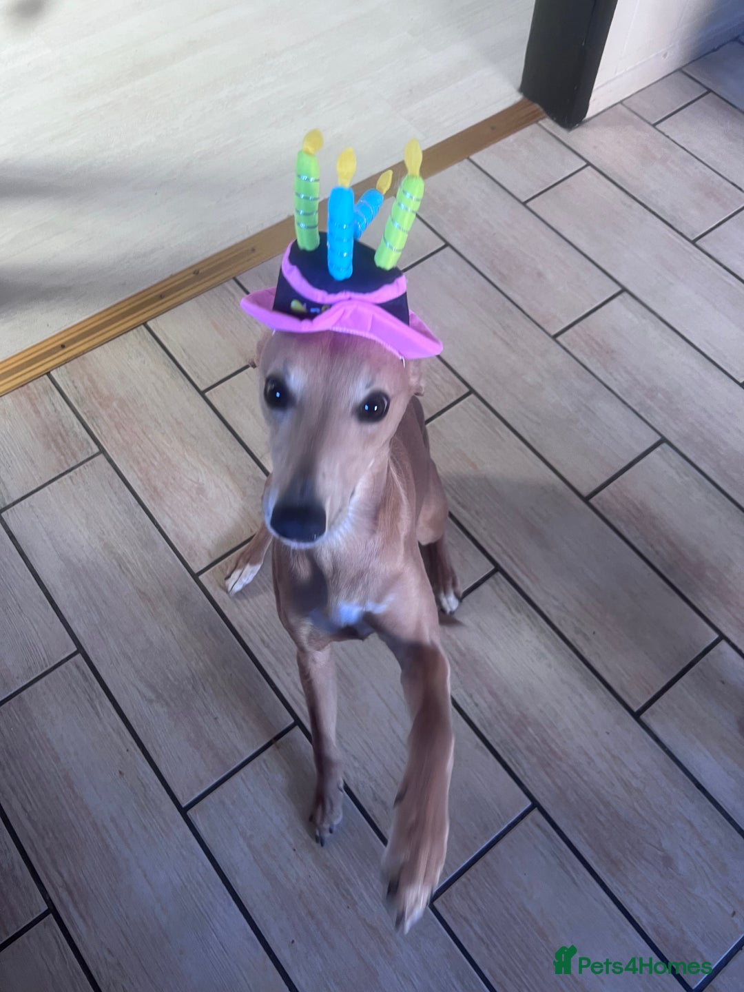 Whippet dogs for stud: Petite Male Whippet to Stud  - Advert 15