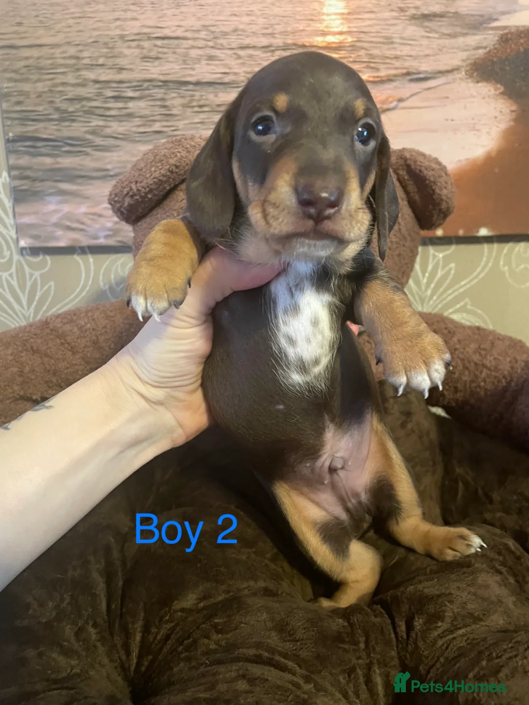 Miniature Dachshund dogs for sale: Miniature dapple piebald puppies - Advert 15