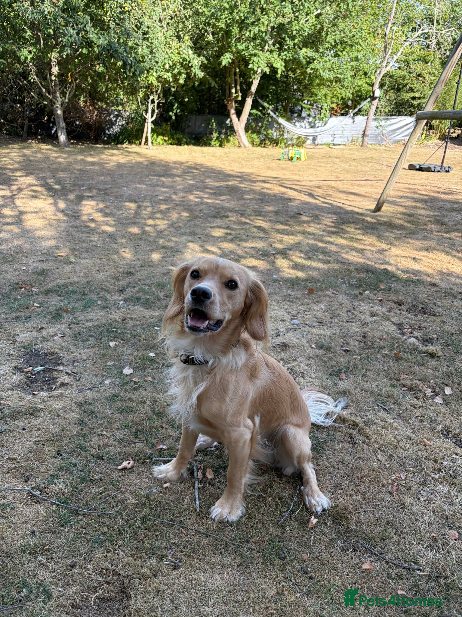 Cocker Spaniel dogs KC Reg Working Cocker Spaniel Dog - 13 Months - Advert 2