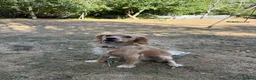 Cocker Spaniel dogs for sale: KC Reg Working Cocker Spaniel Dog - 13 Months - Advert 2