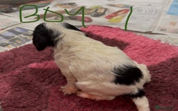 Cocker Spaniel dogs for sale: KC show cocker puppies black white boys - Image 40