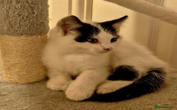 Mixed Breed cats for sale: Kitten girl. - Image 1