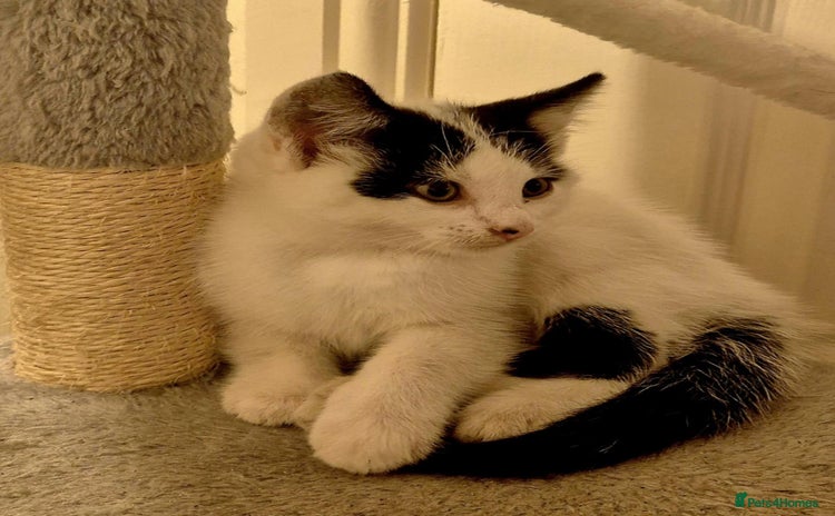 Mixed Breed cats - Advert 4