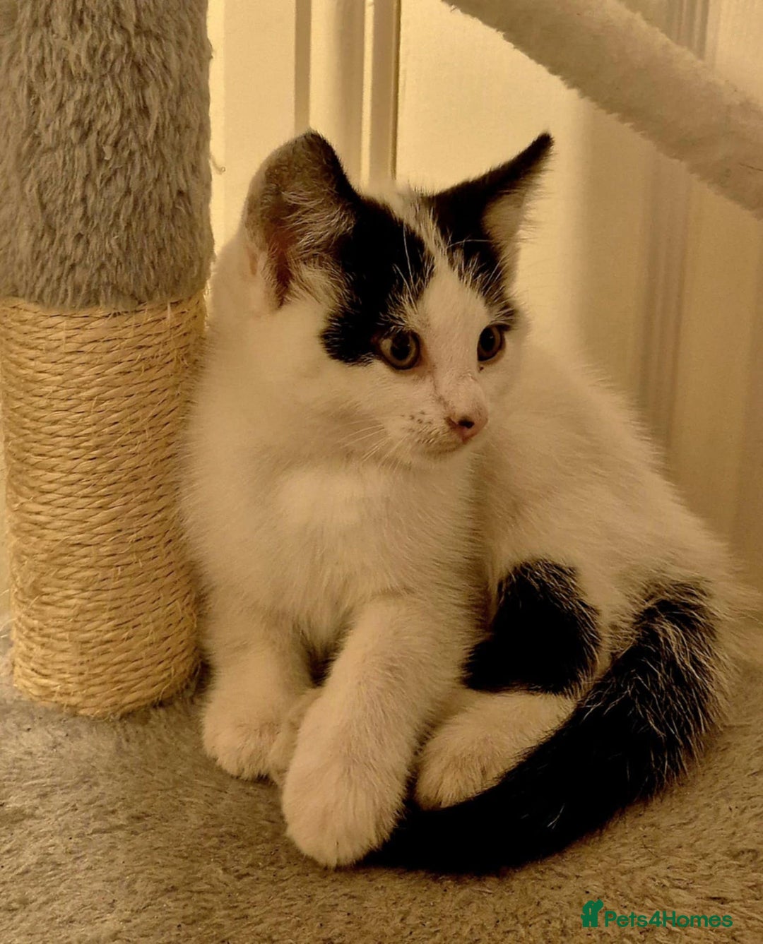 Mixed Breed cats for sale: Kitten girl. - Image 1