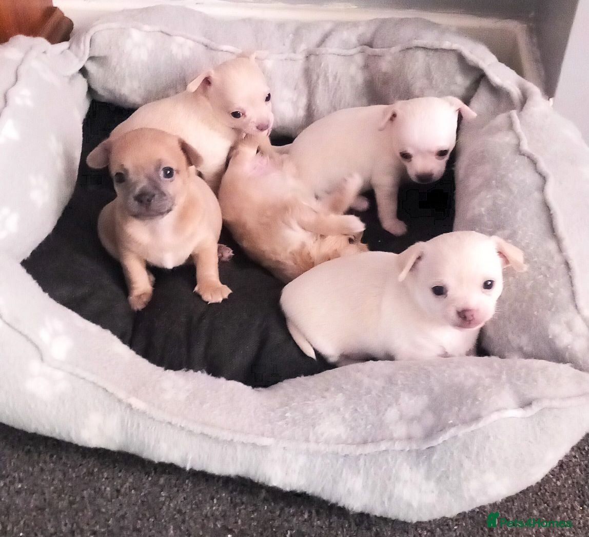 Chihuahua dogs Adorable Chihuahua puppies:) - Advert 2