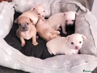 Chihuahua dogs Adorable Chihuahua puppies:) - Advert 3