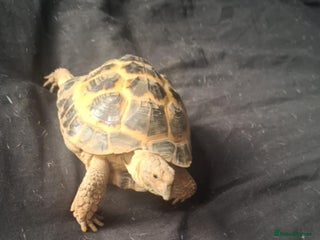 Tortoise reptiles for sale - Advert 1