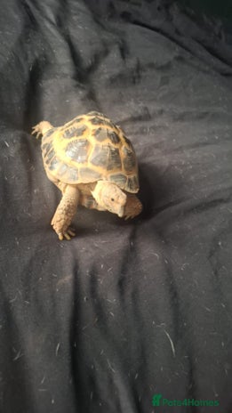 Tortoise reptiles - Advert 1