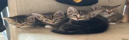 Mixed Breed cats for sale: Beautiful kittens  in Ipswich - Advert 7