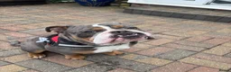 Old Tyme Bulldog dogs for sale: Ralph / Ralphy old tyme bulldog  in St Albans - Advert 2