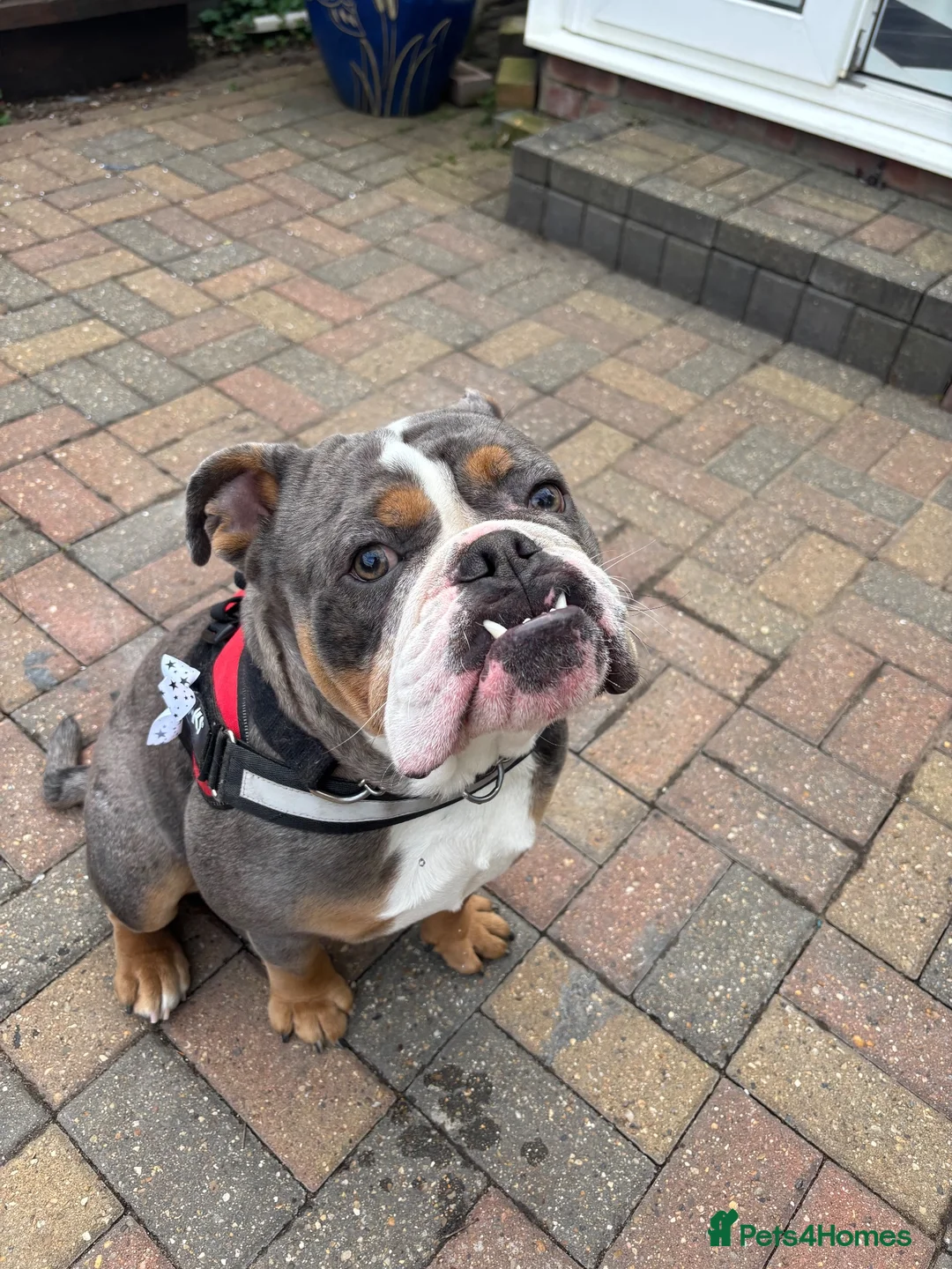 Old Tyme Bulldog dogs for sale: Ralph / Ralphy old tyme bulldog  in St Albans - Advert 2