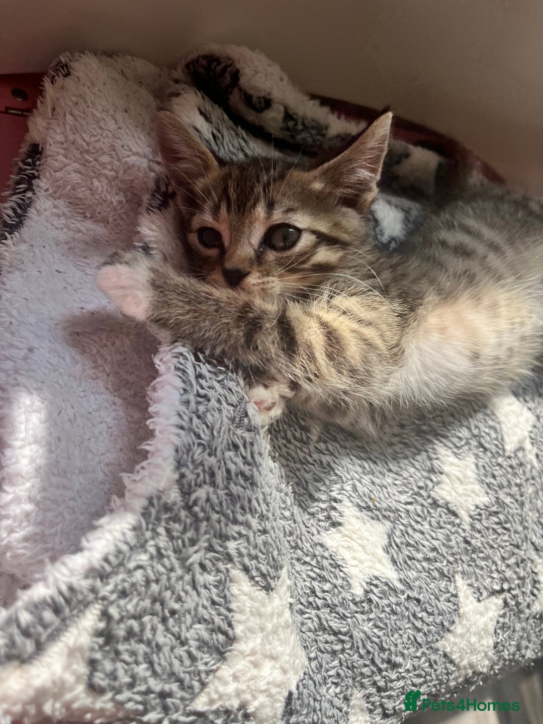 Mixed Breed cats for sale: Pixie bob mixed kittens - Image 8