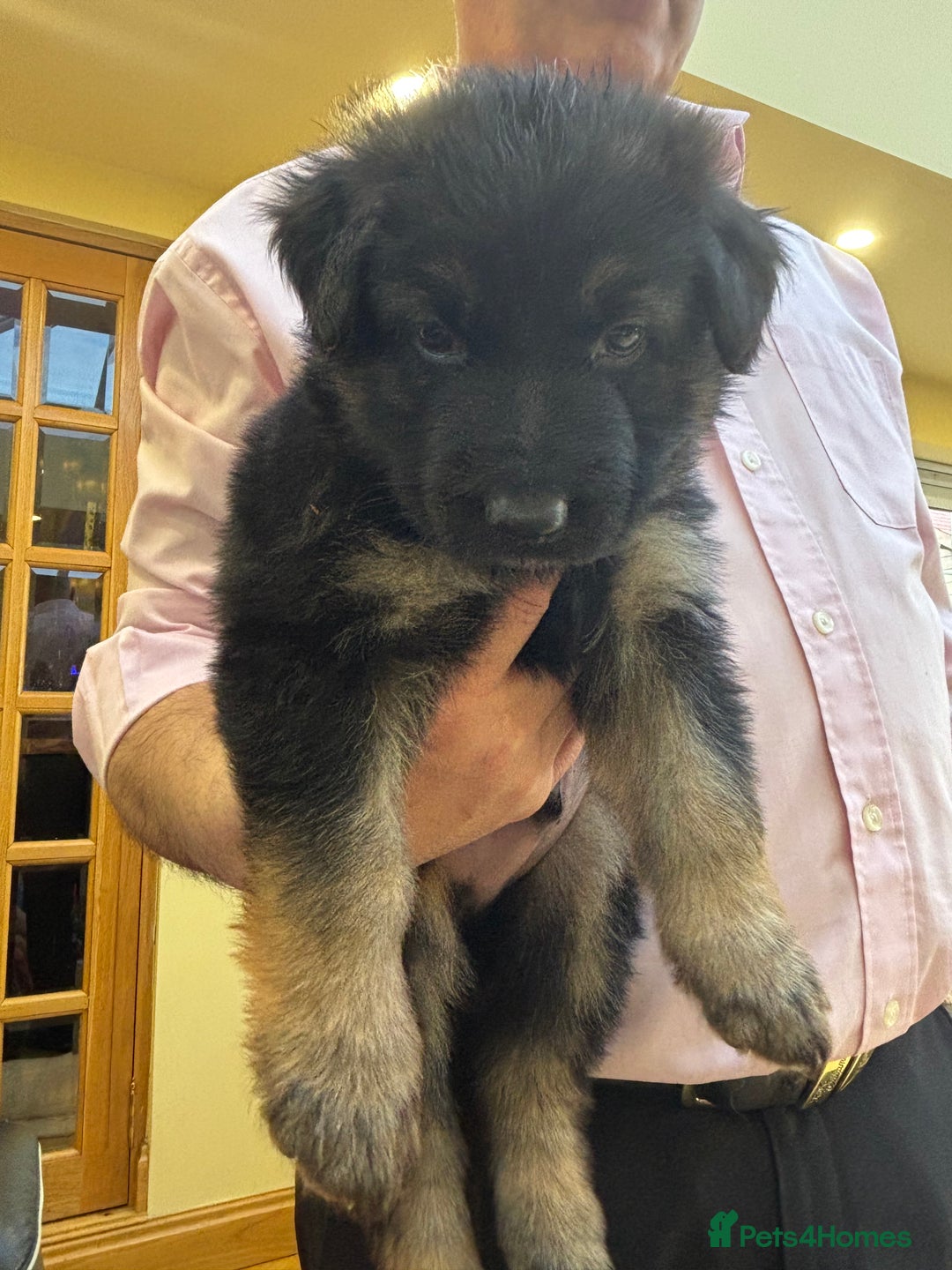 German Shepherd dogs for sale: Be my  **   - Advert 4