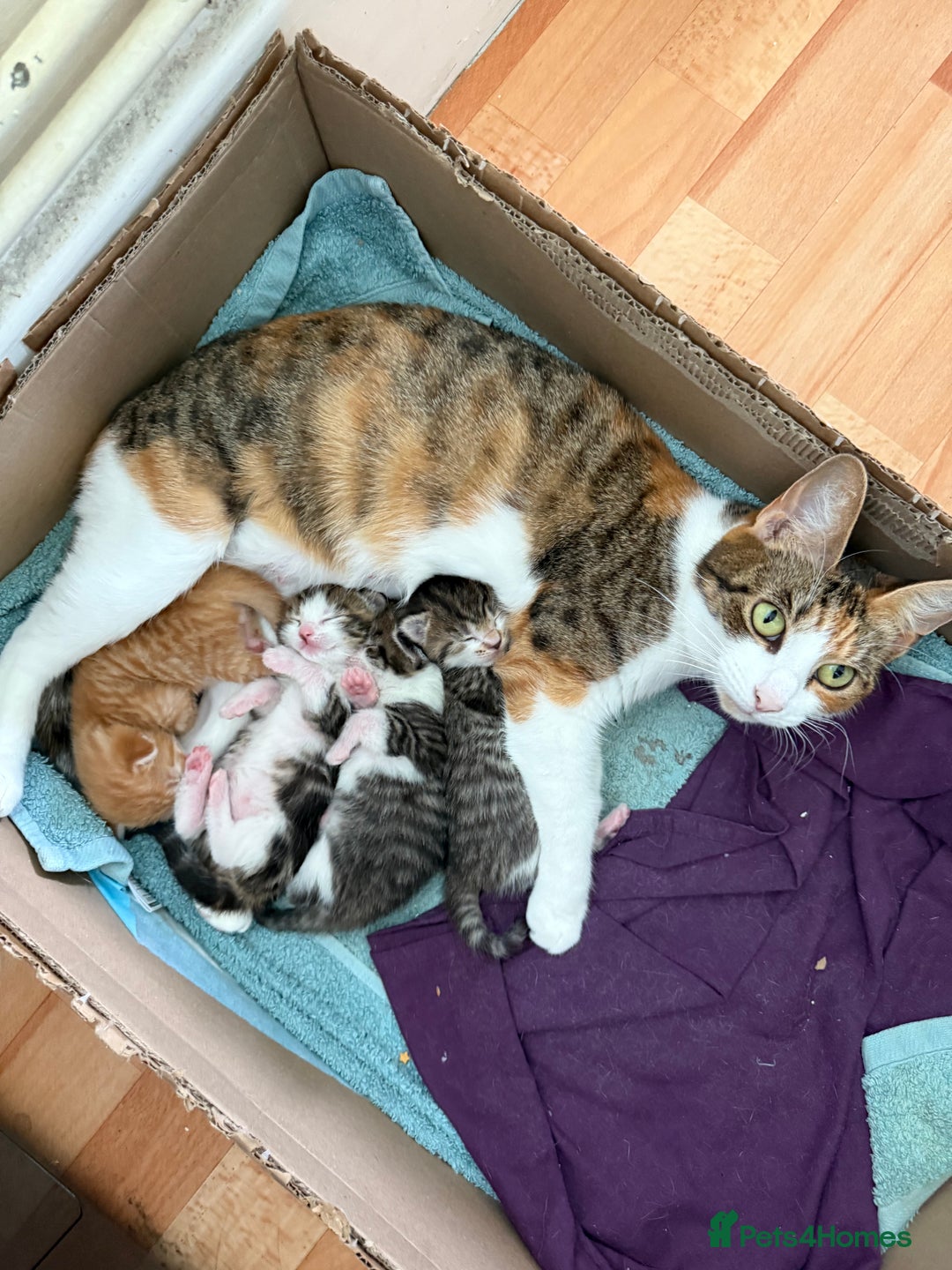 Domestic Shorthair cats for sale: BEAUTIFUL, FRIENDLY KITTENS FOR SALE!!🐈❤️ - Image 18