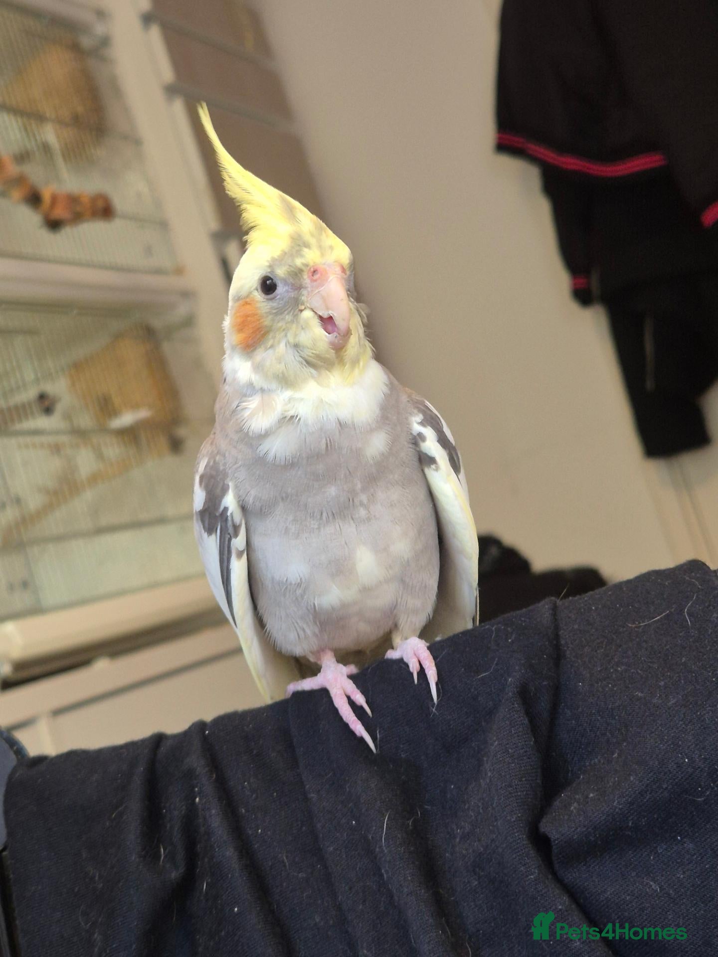 Cockatiels birds Handreared Cockatiel - Advert 2