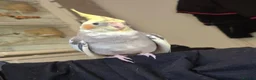 Cockatiels birds for sale: Handreared Cockatiel - Advert 1