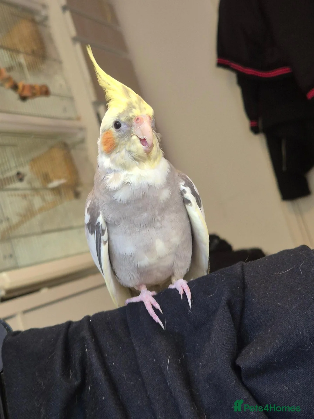 Cockatiels birds for sale: Handreared Cockatiel - Advert 1