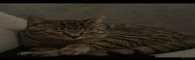Tabby Stripes Boy 1