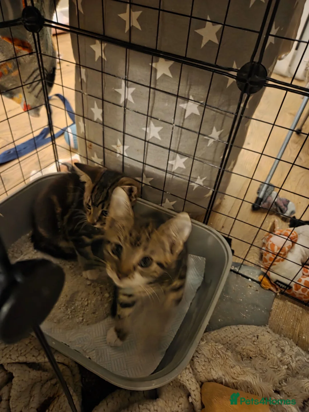 Mixed Breed cats for sale: Gorgeous kittens - Advert 5