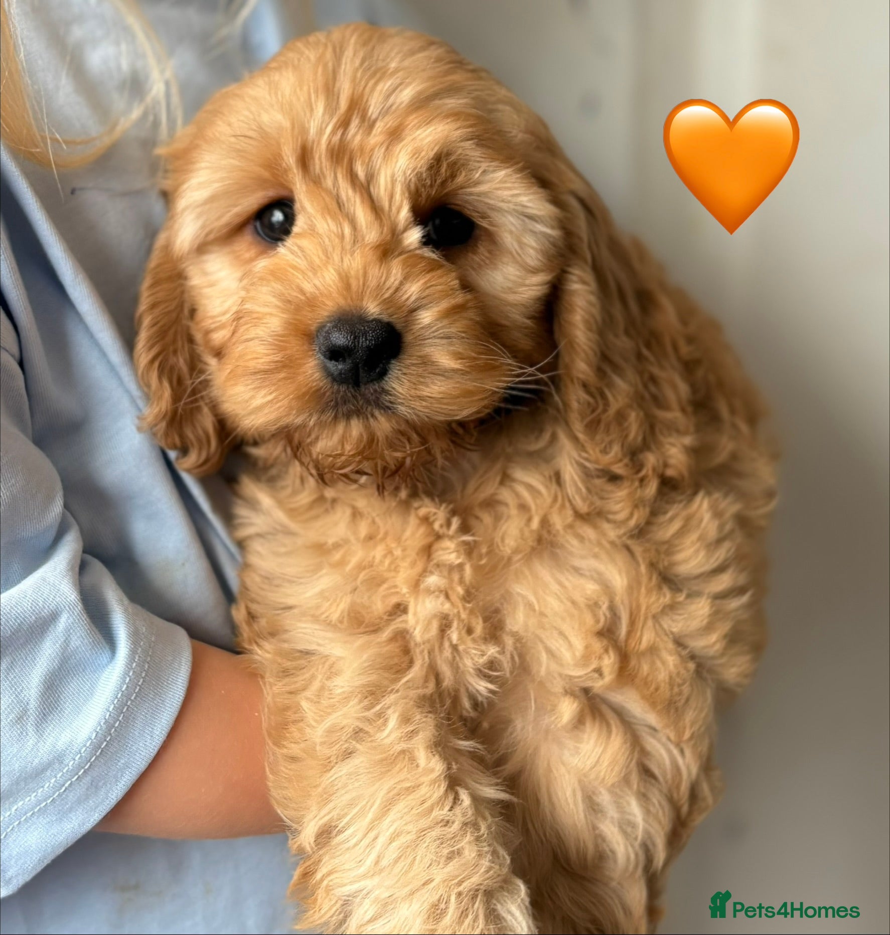 Cockapoo dogs 6 Outstanding F1 Miniature Cockapoos - Advert 2