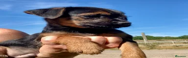 Border Terrier 1