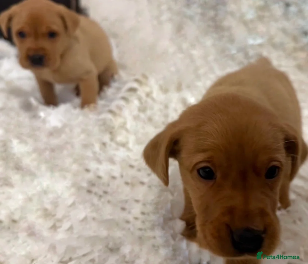 Labrador Retriever dogs for sale: Beautiful Labrador Puppies  Deep Red to Golden - Advert 4