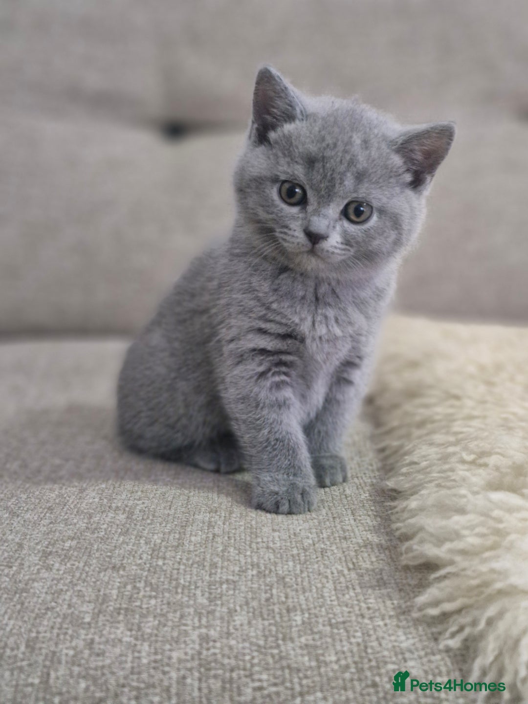 British Shorthair cats for sale: Pure BSH kittens GCCF Last Boy Left £700 - Image 6