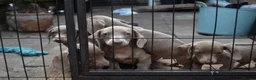 Miniature Dachshund dogs for sale: TRUE miniature dachsaund in Leicester - Advert 12
