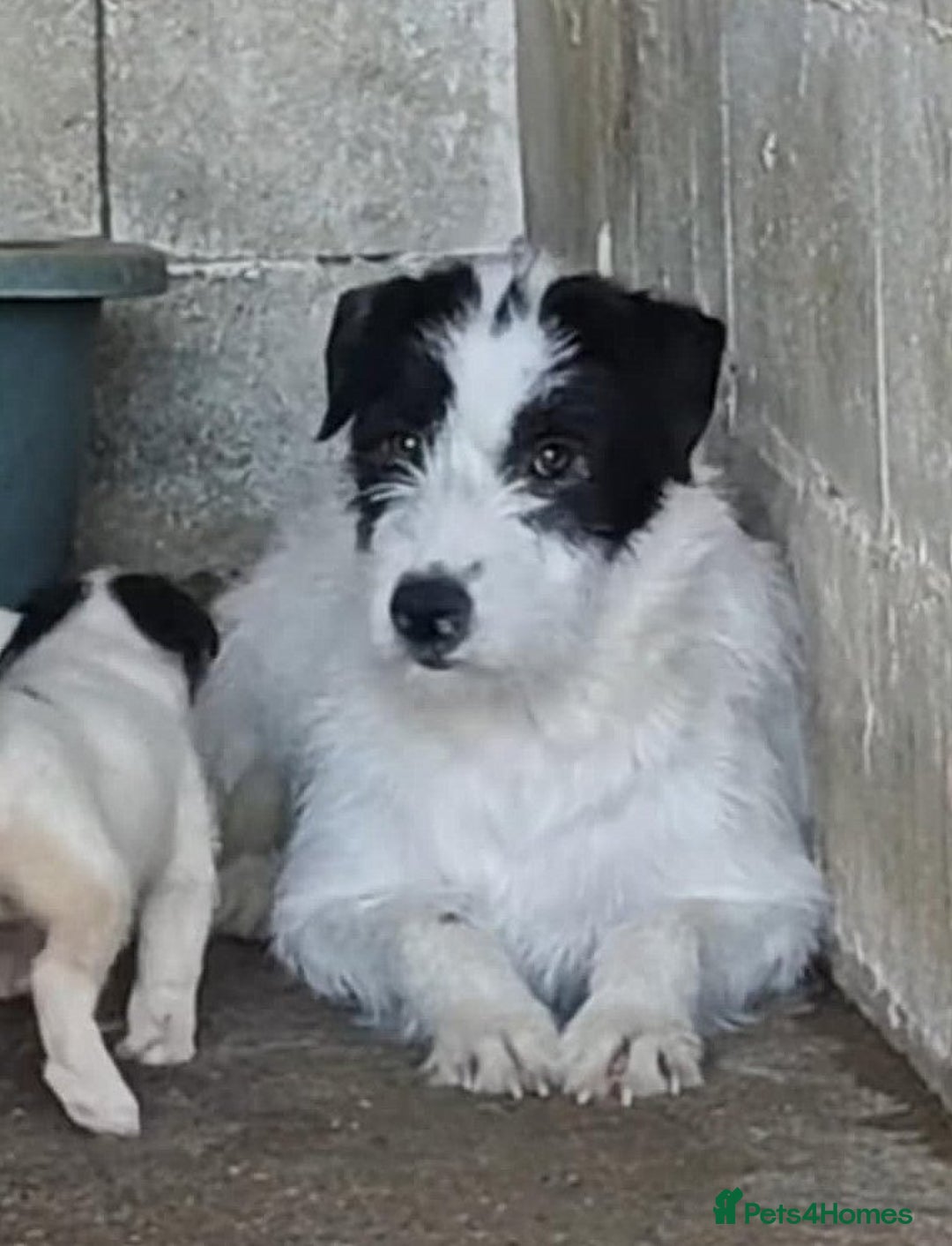 Mixed Breed dogs for adoption: 🐾 Stella – a tender soul hoping to shine again ❤️ - Advert 5