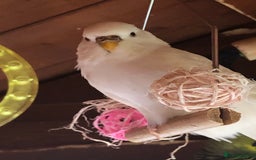 Budgerigars birds for sale: Budgies with an Aviary available. - Image 31