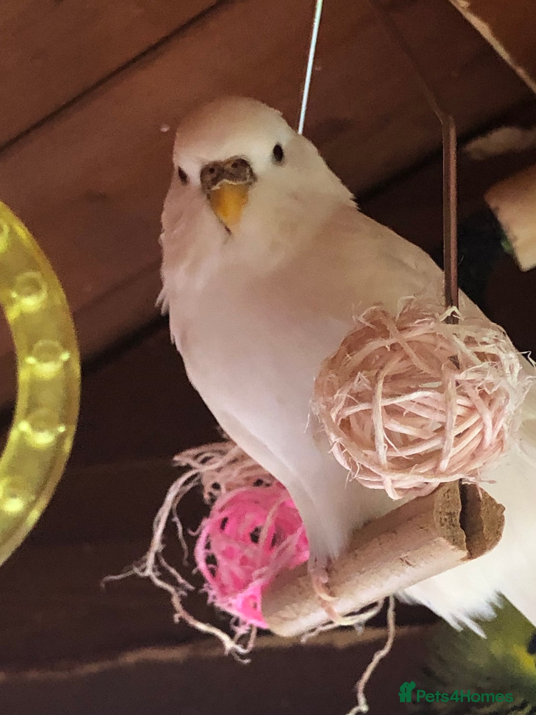 Budgerigars birds for sale: Budgies with an Aviary available. - Image 31