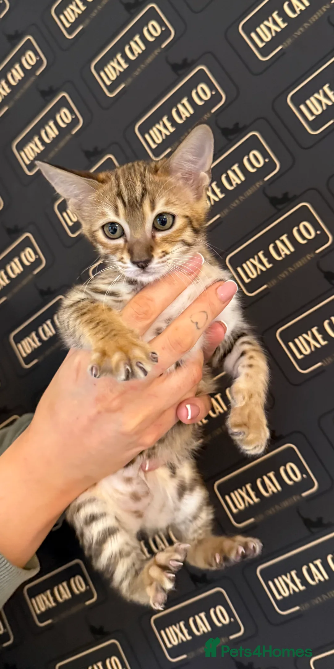 Savannah cats for sale: TICA F3 Savannah Kittens - Luxe Cat co. in Blackpool - Advert 1