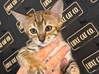 Savannah cats TICA F3 Savannah Kittens - Luxe Cat co. in Blackpool - Advert 1