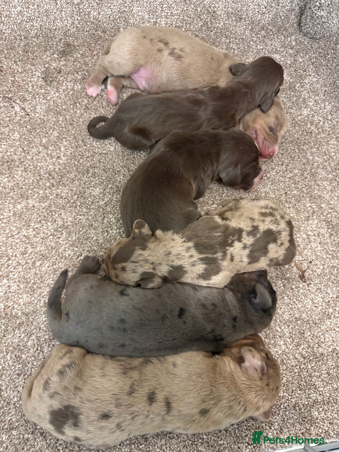 Miniature Dachshund dogs for sale: Miniature dachshund X cocker spaniel puppies  - Advert 15