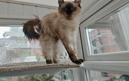 American Curl cats for sale: Two very rare and wonderful kittens for sale - Image 6