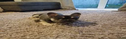 French Bulldog dogs for sale: French bulldog boy for sale  - Advert 4