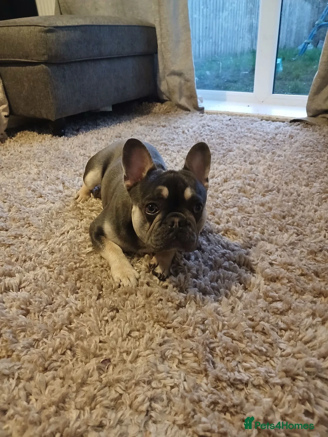 French Bulldog dogs for sale: French bulldog boy for sale  - Advert 4