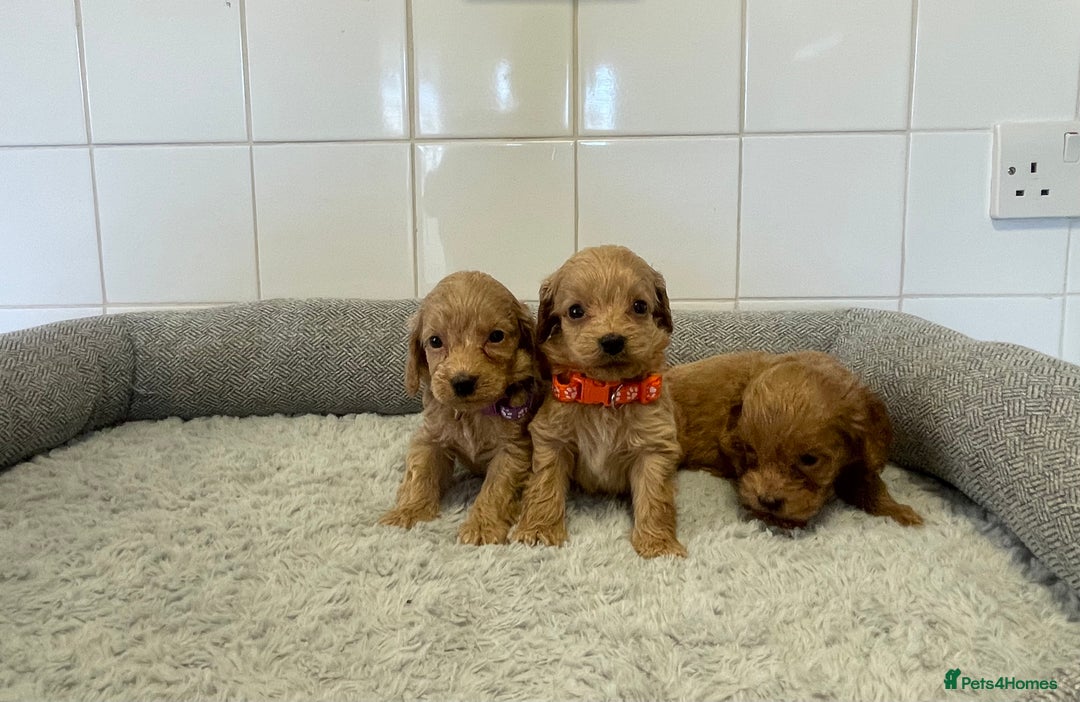 Cockapoo dogs for sale:  ❤️f1 cockapoos now having viewing 5 wks old  - Image 14