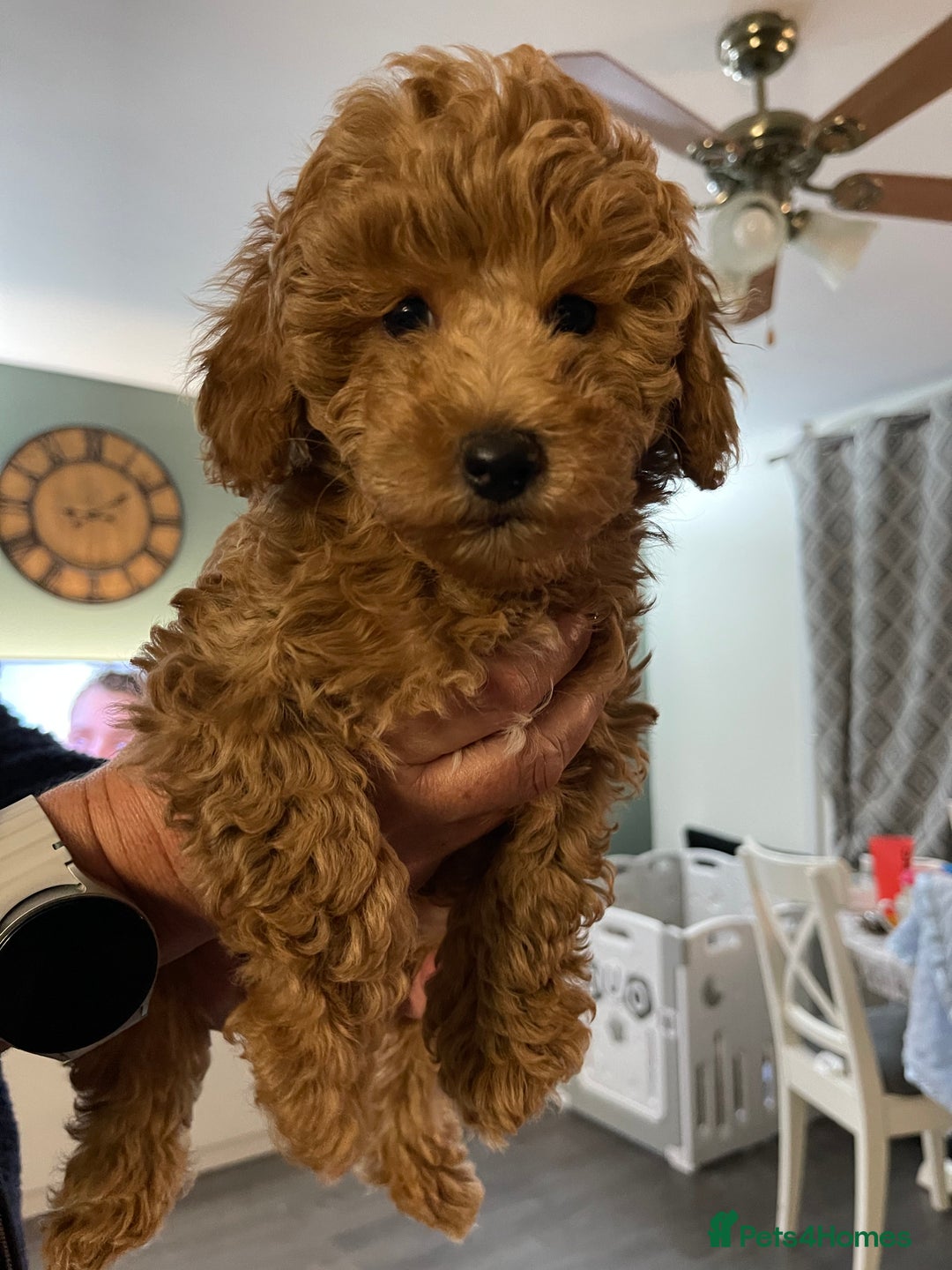 Toy Poodle dogs for sale: Teddy bear toy poodles  - Image 9
