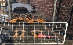 Rottweiler dogs for sale: Chunky Rottweiler puppy  - Image 4